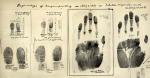 Prints of hands and fingers made by W. J. Herschel